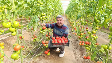 Jeotermal sıcak suyla yetişiyor: Doğal üretimle pazarda öne çıkıyor