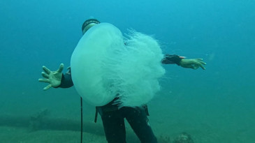 Balıkçıların kabusu oldular: Attıkları ağlara yüzlerce dev denizanası takıldı