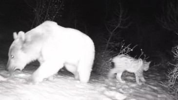 Fotokapanlar ortaya çıkardı: Erzincan-Tunceli hattında yaban hayatı...