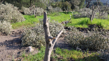 Gece yarısı yüzlerce incir ve zeytin ağacı katledildi: Milyonluk zarar...
