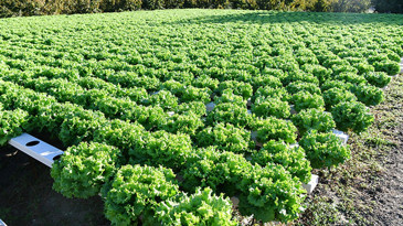 Bileziklerini bozdurdu, kurduğu serayla 40 kadına iş kapısı açtı