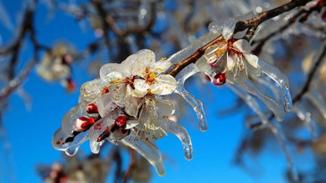 Marmara’da zirai don uyarısı: Risk bu gece başlıyor