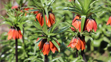 Ömrü 20 gün, cezası 700 bin lira: Ters laleler büyüledi