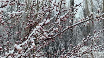 Zirai don vurdu: Kayısı ve badem yandı, gözler kirazda