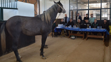 Elit ve koşu tayı seçimi tamamlandı: TİGEM, 353 safkan Arap tayını belirledi