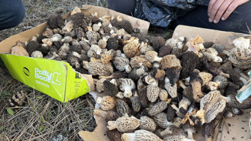 Ormanın kalbinde altın değerinde bereket: Kilosu 1.500 liraya çıkıyor