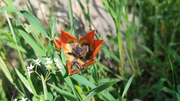 Yılda bir kez açıyor, 10 gün yaşıyor: Manisa lalesini koparmanın cezası 699 bin lira