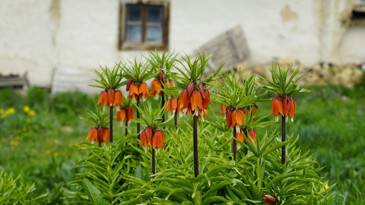 Ağlayan gelinler 5 yıl sonra yeniden açtı: Koparanlara 700 bin TL ceza var
