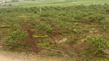 Siirt fıstığında “var yılı” beklentisi: Sel ve yağışlar talebi artırabilir