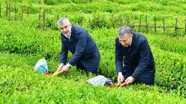 Trabzon'da yaş çay sezonu dualarla açıldı