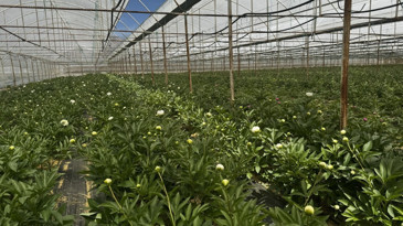 Elmalı'nın şakayıkları yok satıyor: Tanesi 150 TL