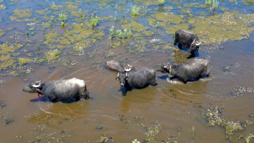 Afyon'da Serengeti'yi aratmayan görüntüler