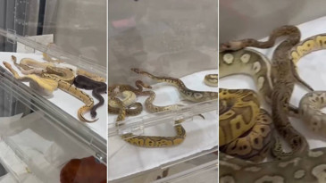 İstanbul'da piton alarmı: 42 yılan aynı evden çıktı
