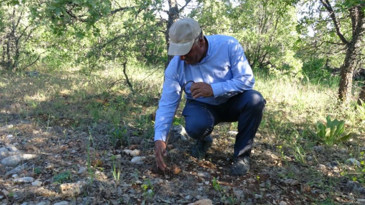 Ormanda bulunuyor, kilosu servet değerinde: Toplamayan pişman