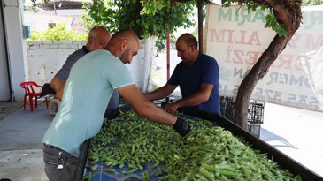 Bamyada hasat başladı, üretici destek bekliyor