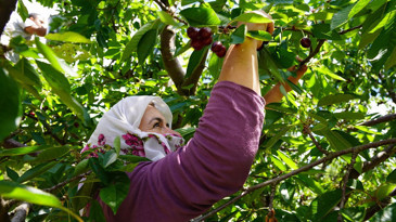 Kirazda fiyat makası büyüdü: Tarlada 60, markette 200 TL