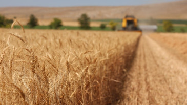 Çiftçinin bayramı başladı: Verim dekarda 850 kiloya ulaştı