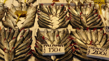 Palamutta beklenti büyüyor: O sene bu sene olacak