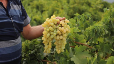 Bağlarda hasat başladı: Tarlada 20 TL, markette 80 TL’ye kadar çıkıyor