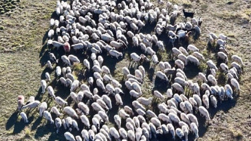 150 bin lira maaşa rağmen çoban bulunamıyor