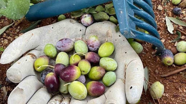 Zeytinde maliyet çıkmazı: Satış fiyatını bile aşıyor