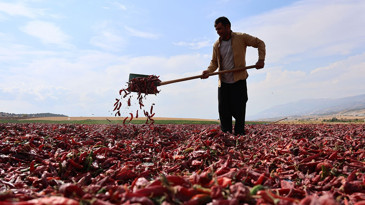 Maraş biberinde hasat başladı: Kilosu 200 lirayı buluyor