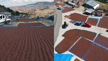 Fındık üreticileri çareyi kilometrelerce uzakta buldu