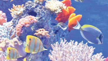 Biyoçeşitlilik projelerine 175 bin euroya kadar destek
