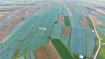 Tarlada tanesi 150 liradan satılıyor: Türkiye'nin dört bir yanına gönderiliyor