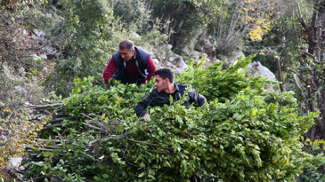 Kilosu 3 liradan 10 bin liraya çıkıyor: Dağların 'yeşil altını' yeni gelir kapısı