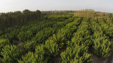 Çorak araziyi vahaya çevirdi! Şimdi 60 tonluk özel üretim yapıyor