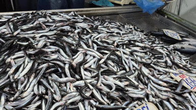 Hamsi bolluğu tüketiciyi güldürdü, balıkçıyı üzdü: Para etmedi