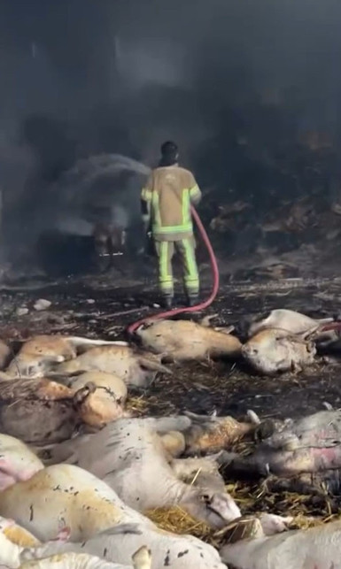 Mudanya’da faciaya dönüşen yangın kamerada: 170 küçükbaş hayvan küle dönerek telef oldu - Resim : 2