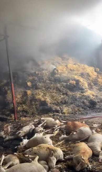 Mudanya’da faciaya dönüşen yangın kamerada: 170 küçükbaş hayvan küle dönerek telef oldu - Resim : 1