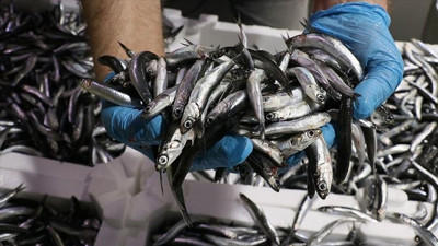 Bir anda azaldı, fiyatı iki katına çıktı