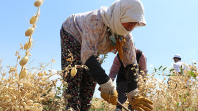 Nohut ithalatında gözetim uygulaması kaldırıldı