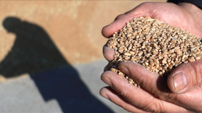 Tarım sektörüne yönelik soruşturma genişletildi: 4 şirket daha dahil edildi