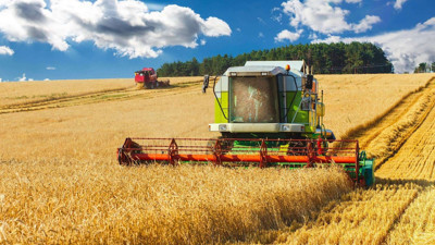 TİGEM ihaleyle 2 bin ton buğday satacak