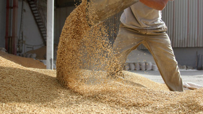 Küresel tahıl üretiminde 105 milyon tonluk artış bekleniyor