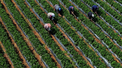 Çiftçinin eylül ayı enflasyonu belli oldu! Meyvede sert artış