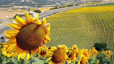 T&uuml;rkiye'nin ay&ccedil;i&ccedil;eği yağı ihracatı ilk &ccedil;eyrekte y&uuml;zde 17,2 arttı