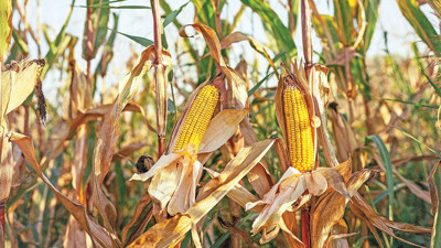 GDO'lu mısır davası Nisan 2026'ya ertelendi