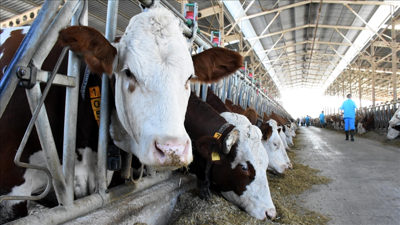 2025'te b&uuml;y&uuml;kbaş hayvan sayısı y&uuml;zde 4,3 arttı