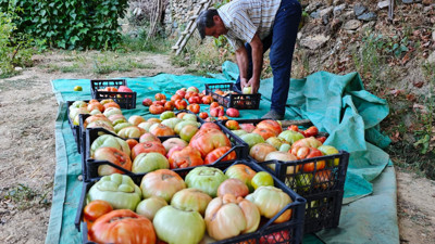 Bu köyün domatesi çok meşhur! Kokusu 5 metreden duyulur, tanesi 1.5 kilo geliyor