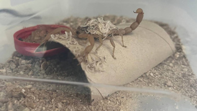 Gram altınla yarışıyor, 4 ayda 4 bin tane yavrusu oldu