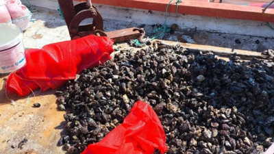 Piyasa değeri 2.5 milyon! Denize geri bıraktılar