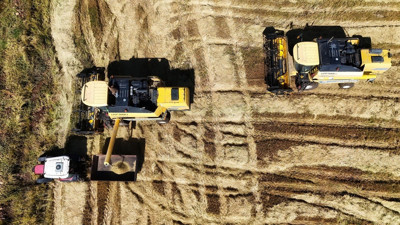 Dönümde 6 milyon lira maliyetli var: Karacadağ pirincinde yüz güldüren hasat