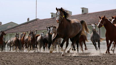 Dört nala servetler yeni sahiplerini arıyor