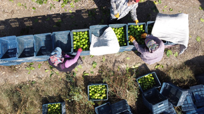 Bu limon geçen yıl 1 liraydı, bu yıl 20 liradan gidiyor! Fiyatlar daha da artacak...
