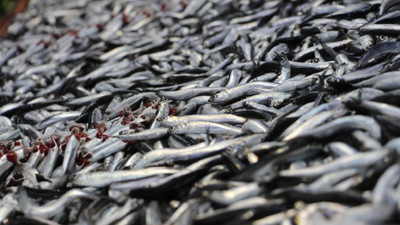 Balıkseverler müjde! "Bolluk ayı" başladı